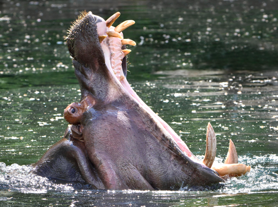 deadliest-animals-in-the-world-stacker